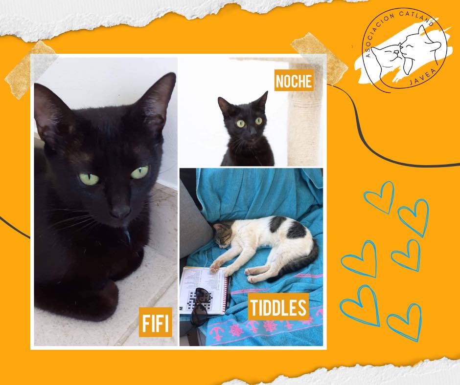 View of Three lucky leukemia-positive cats - Catland Javea