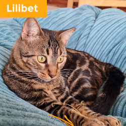 Lilibet has been adopted!